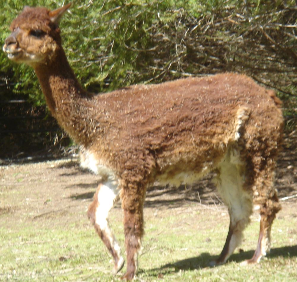 pipi
